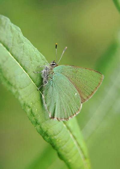 Butterflies Butterfly Lepidoptera Images UK