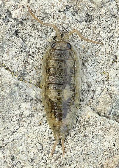 Woodlice Woodhopper Pill Bug Sea Slater Freshwater Terrestrial Crustaceans Crustacea Images UK
