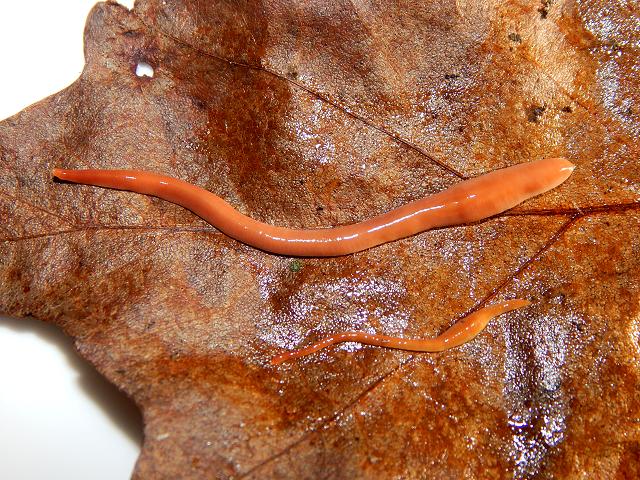 Australoplana sanguinea Alien Geoplanid Australian Flatworm Turbellaria Images