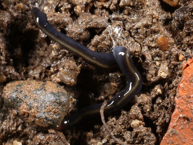 Caenoplana coerulea Australian Blue Garden Flatworm Platyhelminthes Images