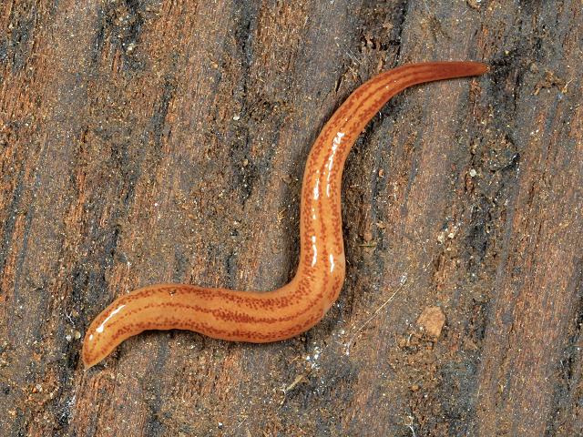 Kontikia andersoni Australian Flatworm Platyhelminthes Images