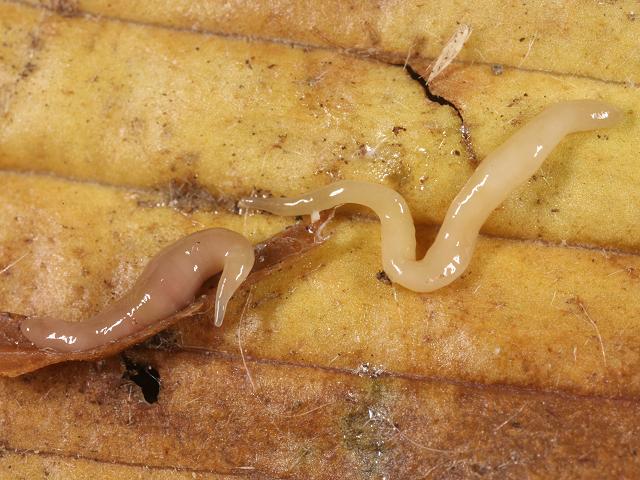 Microplana scharffi Terrestrial Flatworm Platyhelminthes Images