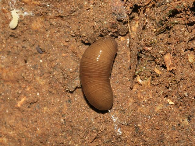 Microplana species Terrestrial Flatworm Platyhelminthes Images