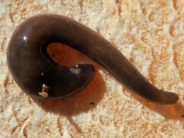 Microplana terrestris Terrestrial Flatworm Platyhelminthes Images