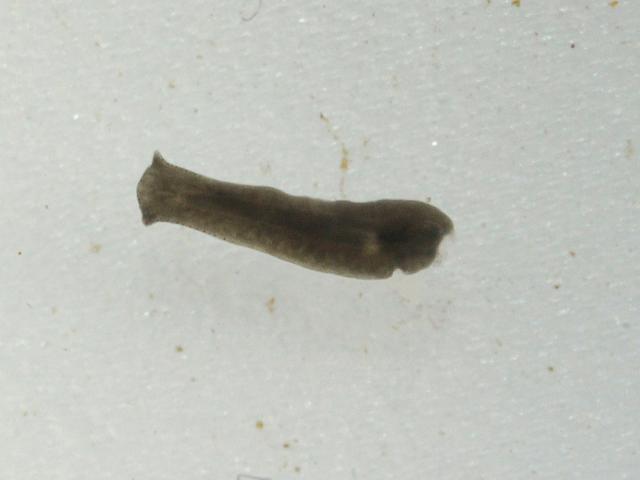 Polycelis felina Freshwater Flatworm Platyhelminthes Images