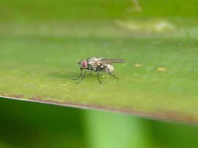 A Flower Fly probably family Anthomyiidae