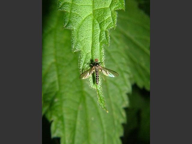 Photographic Stock Image Library Page for a Dance Fly Hybotidae