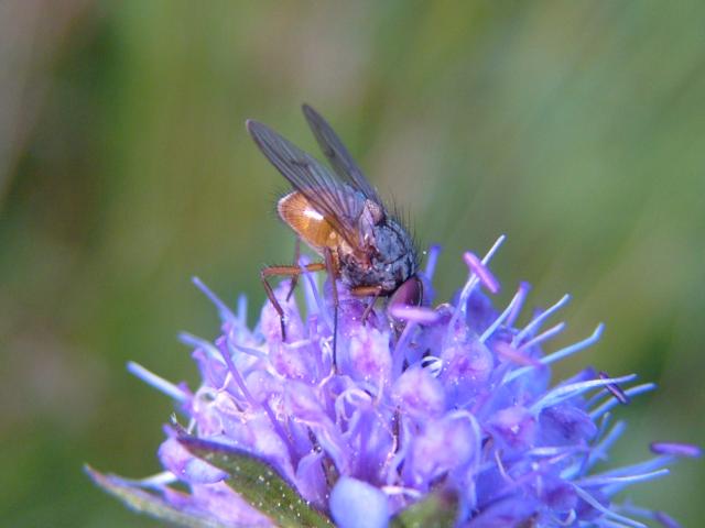 Phaonia rufiventris Muscidae Fly Flies Diptera Images