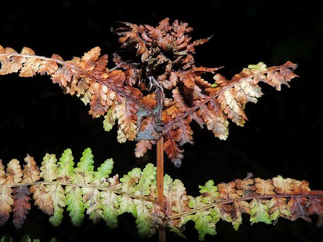Chirosia betuleti Lady fern gall fly Anthomyiidae Images