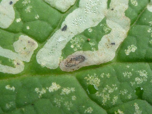 Chromatomyia primulae Primula Leaf Miner Agromyzidae Fly Images