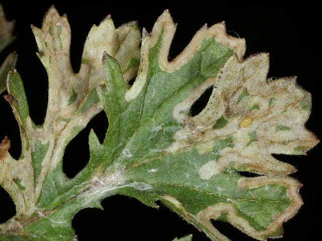 Chromatomyia primulae A Leaf Miner Agromyzidae Fly Images