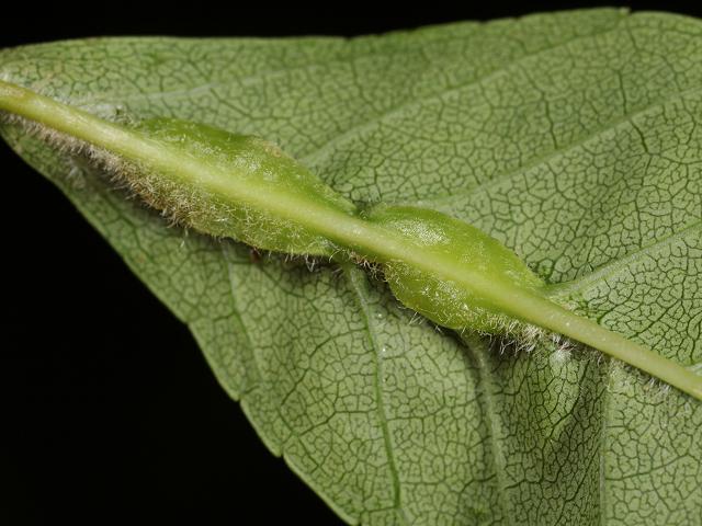 Dasineura fraxini Ash Gall Midge Cecidomyiidae diptera images