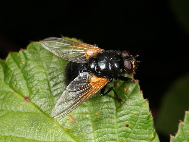 Mesembrina meridiana Noon Fly Muscidae Flies Diptera Images