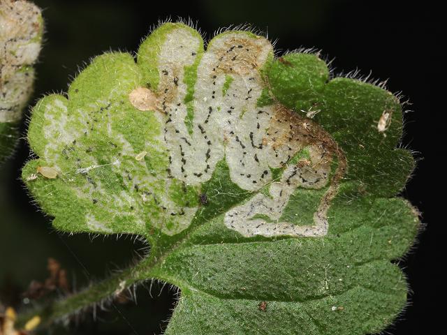 Phytomyza glechomae Leaf Miner Agromyzidae Fly Images