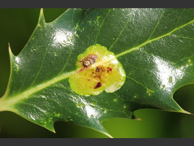 Phytomyza ilicis Holly Leaf Miner Agromyzidae Images