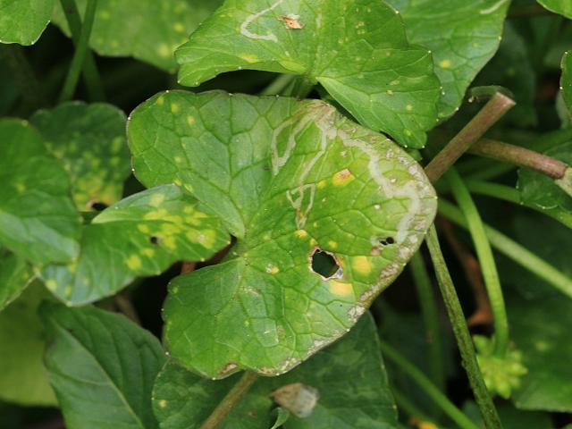 Phytomyza ranunculi Leaf Miner Agromyzidae Images