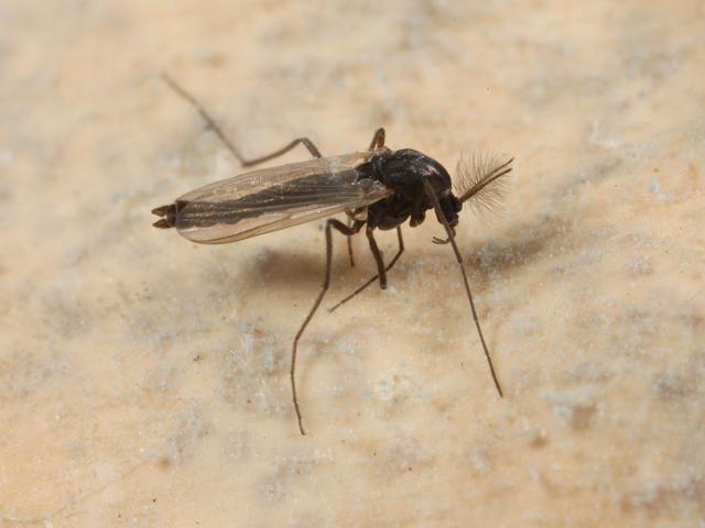 Halocladius variabilis Marine midge Fly Chironomidae Images