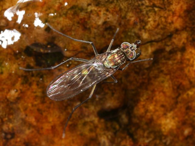 Liancalus virens Long legged fly Dolichopodidae Images