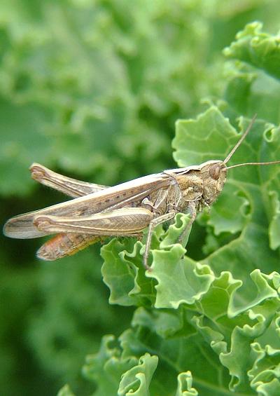 Grasshoppers Bush Crickets UK