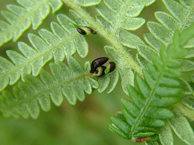 Dasineura filicina Little Black Pudding Gall midge Flies Diptera Images