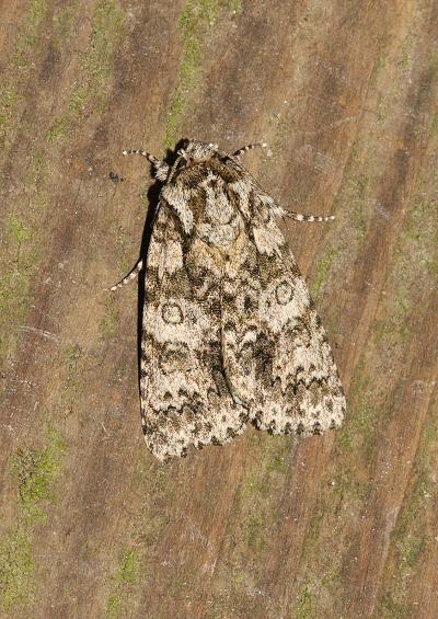 Noctuid Moths Noctuidae Images UK