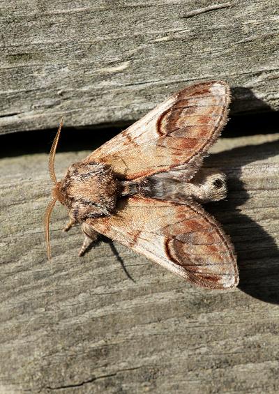 Moths Families N-Z Images UK