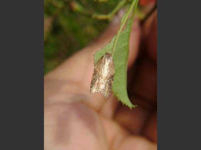 Acleris comariana Strawberry Tortrix Moth Images