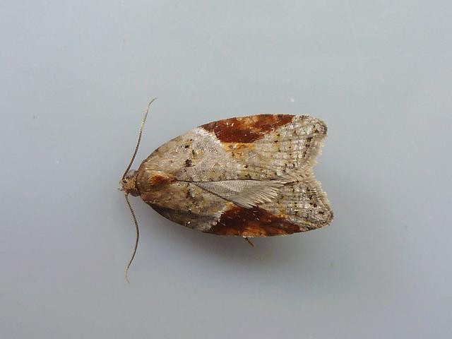 Acleris laterana Tortrix Moth images