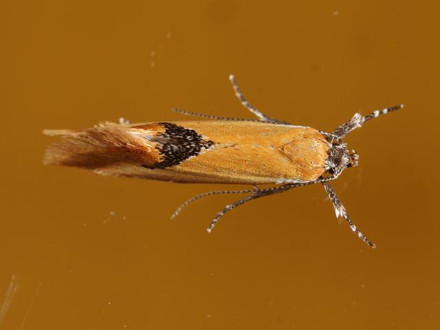 Batia lambdella Micro moth images