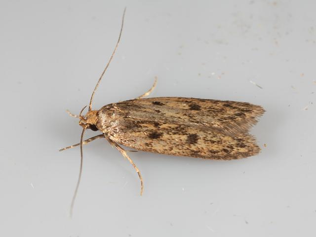 Borkhausenia fuscescens Micro moth Images