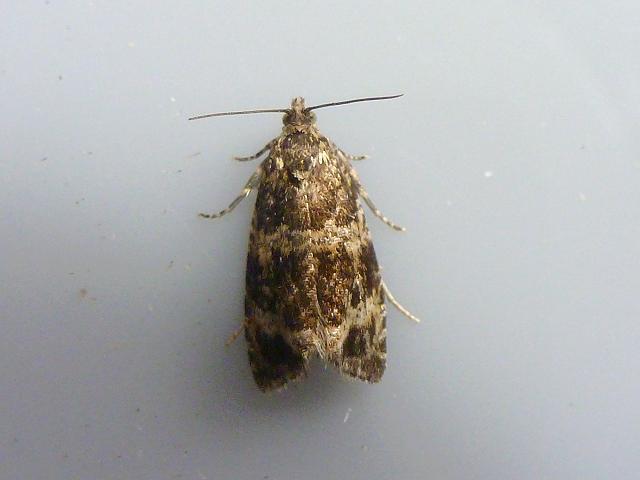 Celypha lacunana Micro Moth Images Lepidoptera