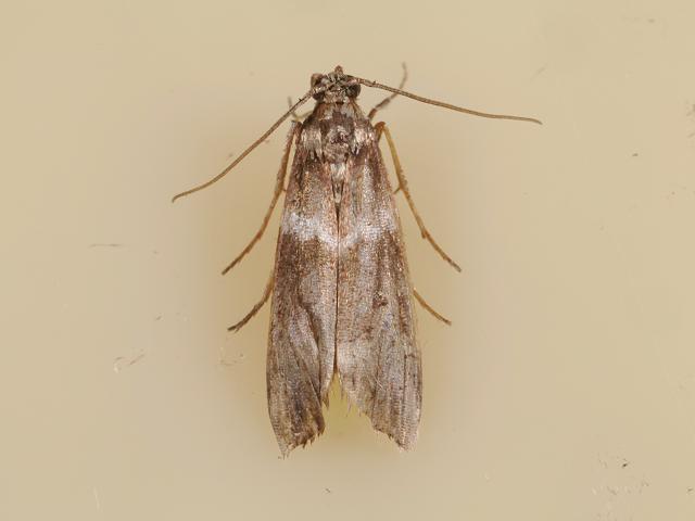 Cryptoblabes bistriga Micro moth images