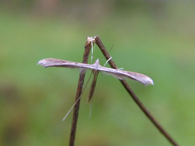 Emmelina monodactyla Common Plume Moth Images