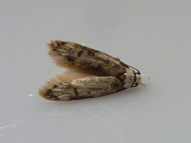 Endrosis sarcitrella White shouldered House moth Moth images
