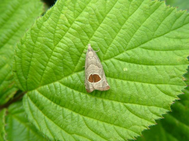 Epiblema uddmanniana Bramble Shoot Moth Moth Images Lepidoptera