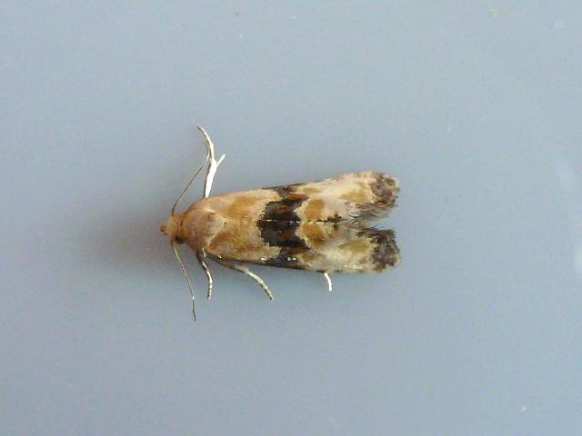 Eupoecilia angustana Micro moth Images