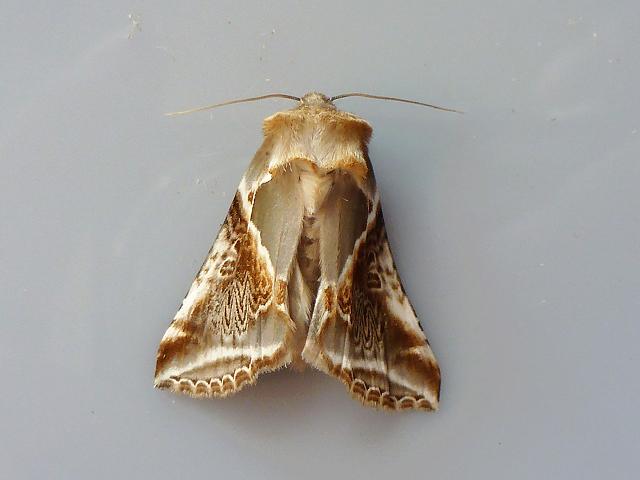 Habrosyne pyritoides Buff Arches moth images
