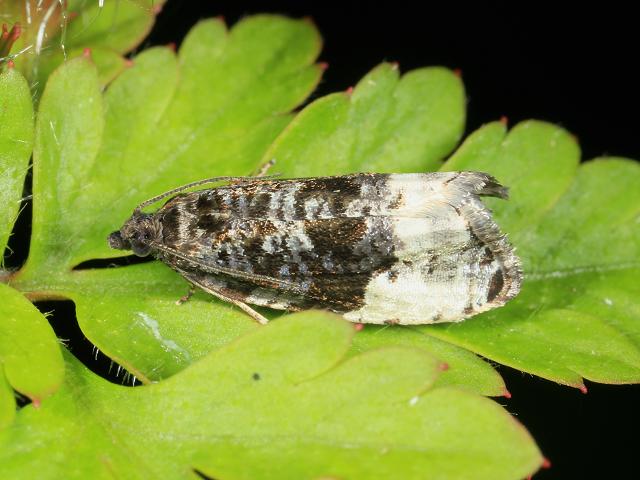 Hedya pruniana Plum Tortrix Micro Moth images