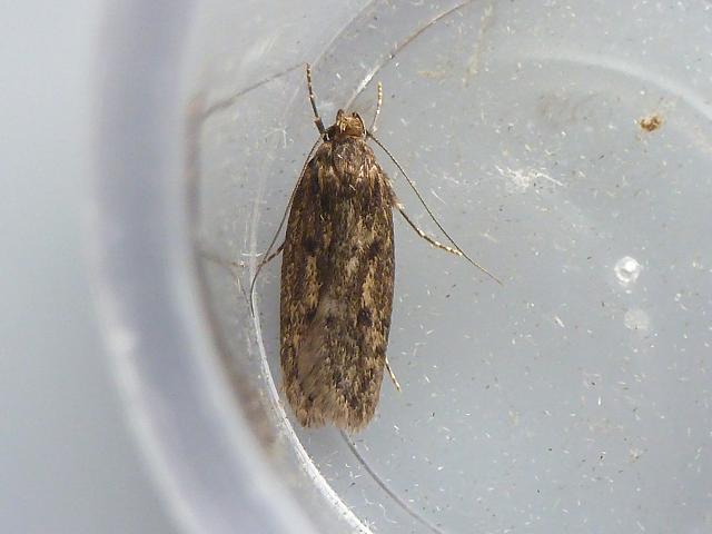 Hofmannophila pseudospretella Brown House moth images