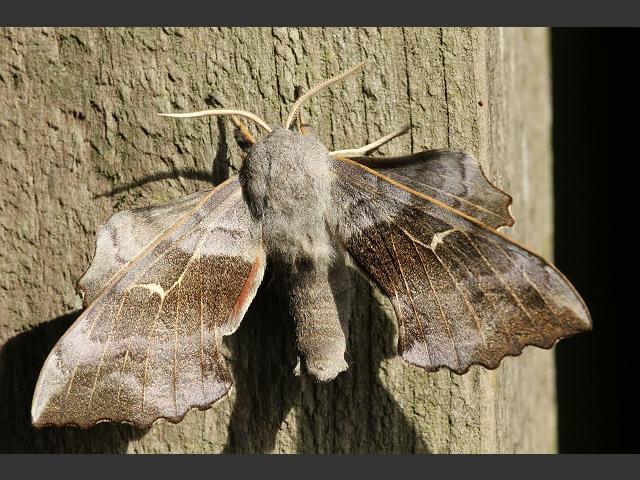 Laothoe populi Poplar Hawk moth images