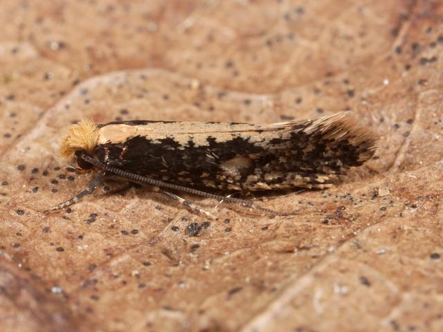 Monopis crocicapitella Micro moth