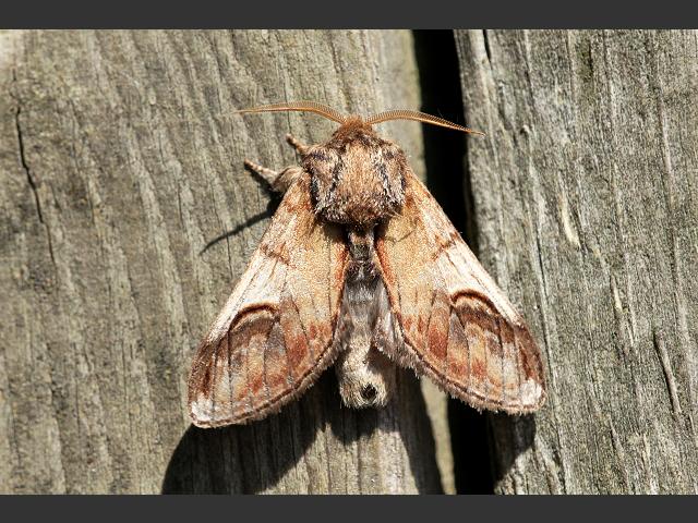 Notodonta ziczac Pebble Prominent Moth Images