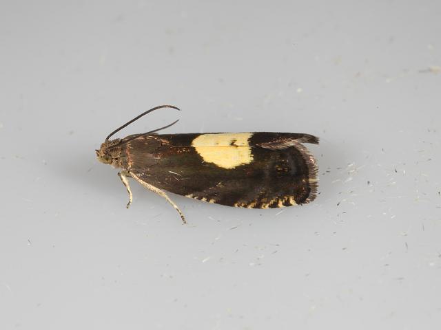 Pammene regiana Micro moth Images