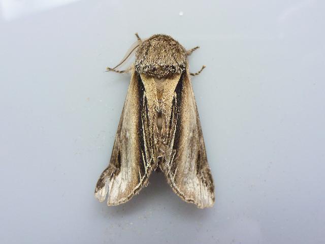 Pheosia tremula Swallow Prominent Moth images