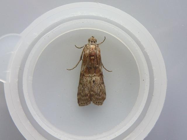 Phycita roborella Micro moth Images