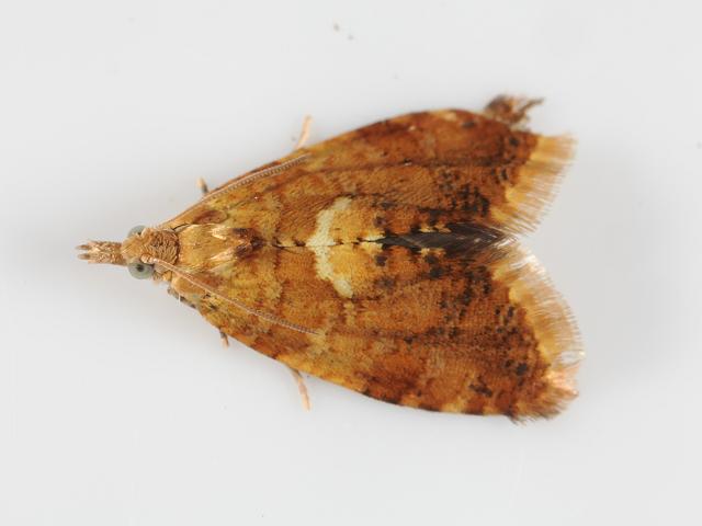 Pseudargyrotoza conwagana Tortrix Micro Moth Images