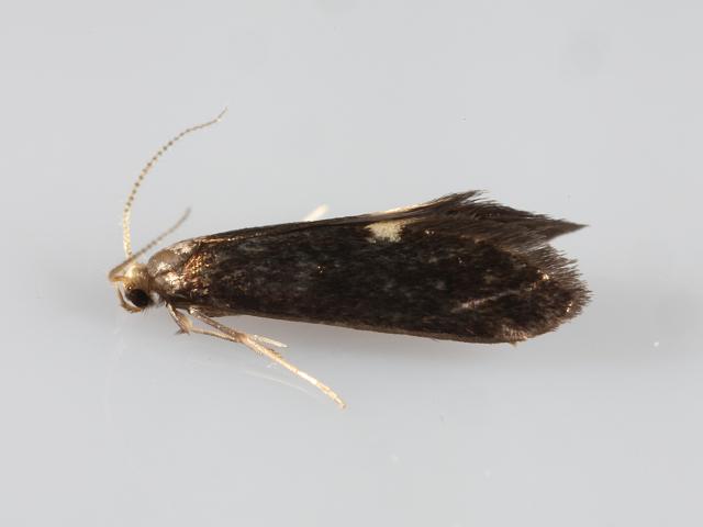 Psychoides filicivora Micro Moth images