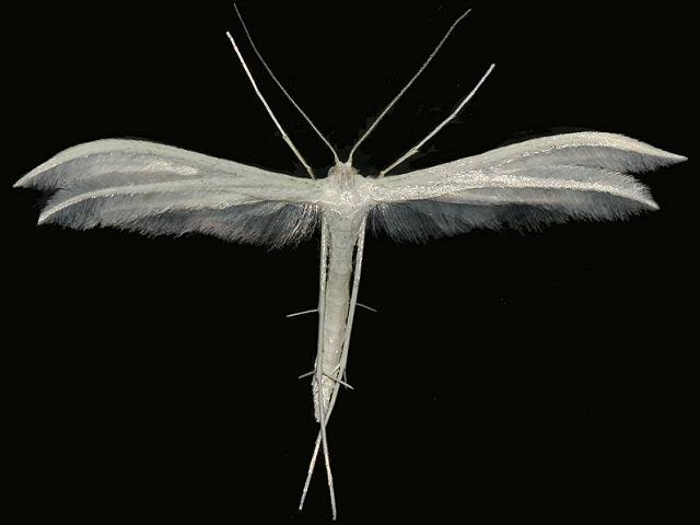 Pterophorus pentadactyla White Plume Moth Images Lepidoptera