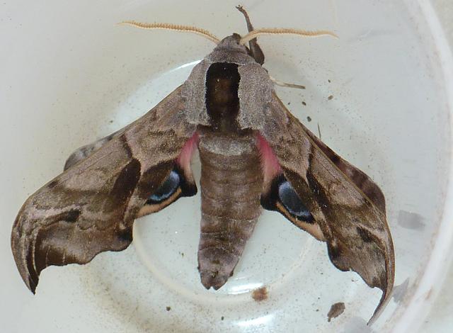 Smerinthus ocellata Eyed Hawk moth images