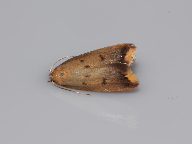 Tachystola acroxantha moth images